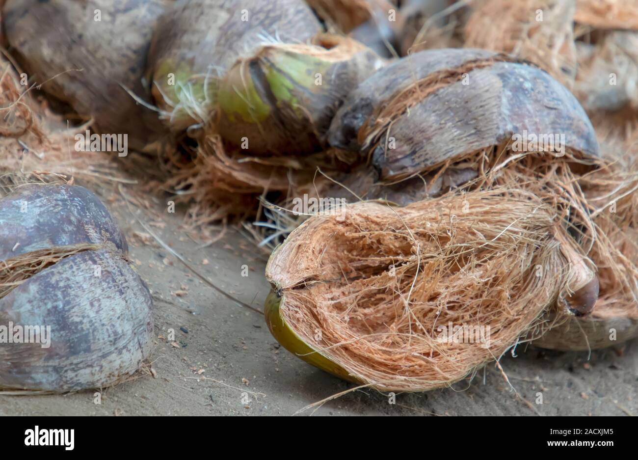 Coconut husk / Coir is the fibrous husk and pithy dust that makes up