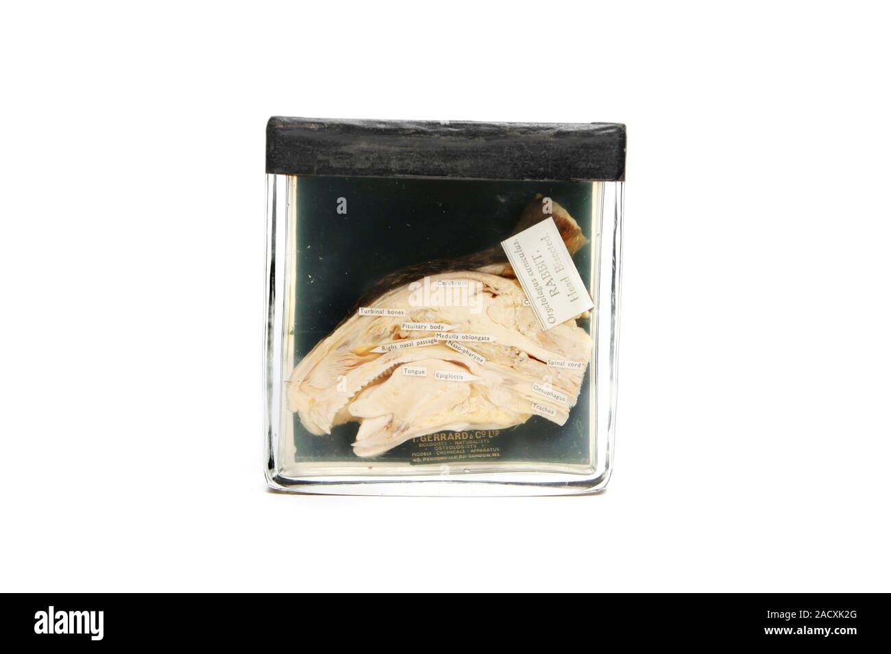 19th century preserved specimen of a rabbit's head, sectioned to show ...