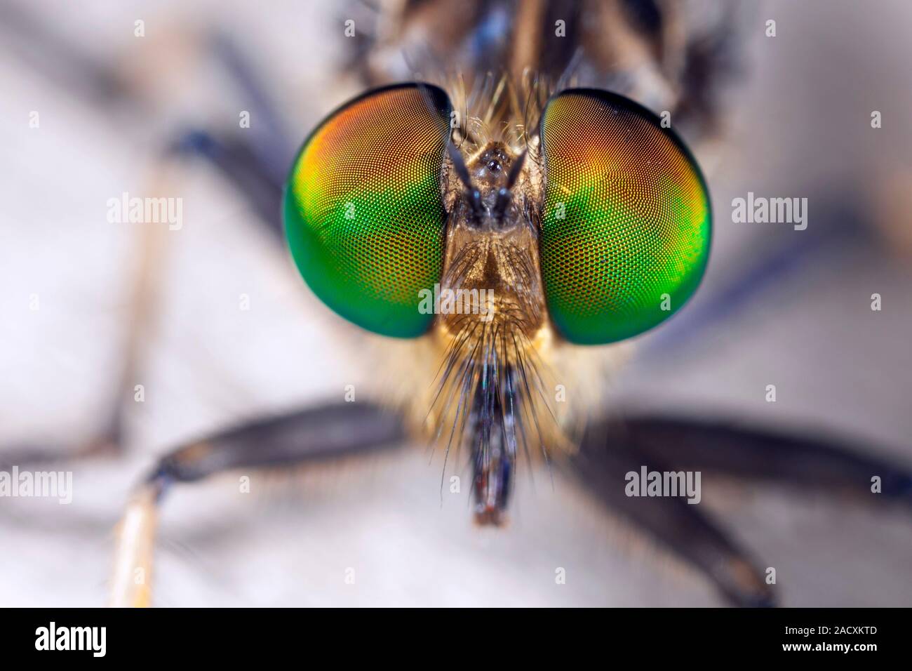 Close-up of the compound eyes of robber fly (family Asilidae ...