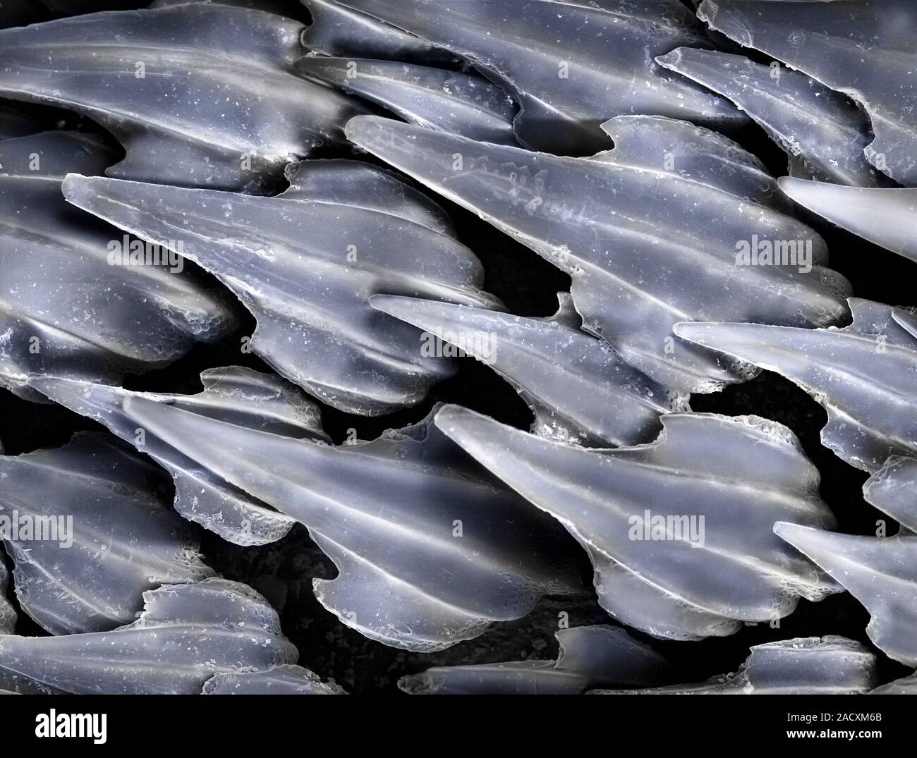 Dogfish skin. Coloured scanning electron micrograph (SEM) of the skin ...