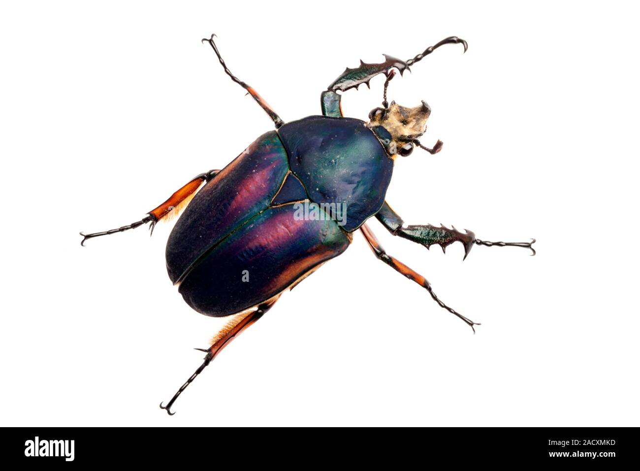 Giant flower beetle (Mecynorrhina torquata ugandensis). This is the
