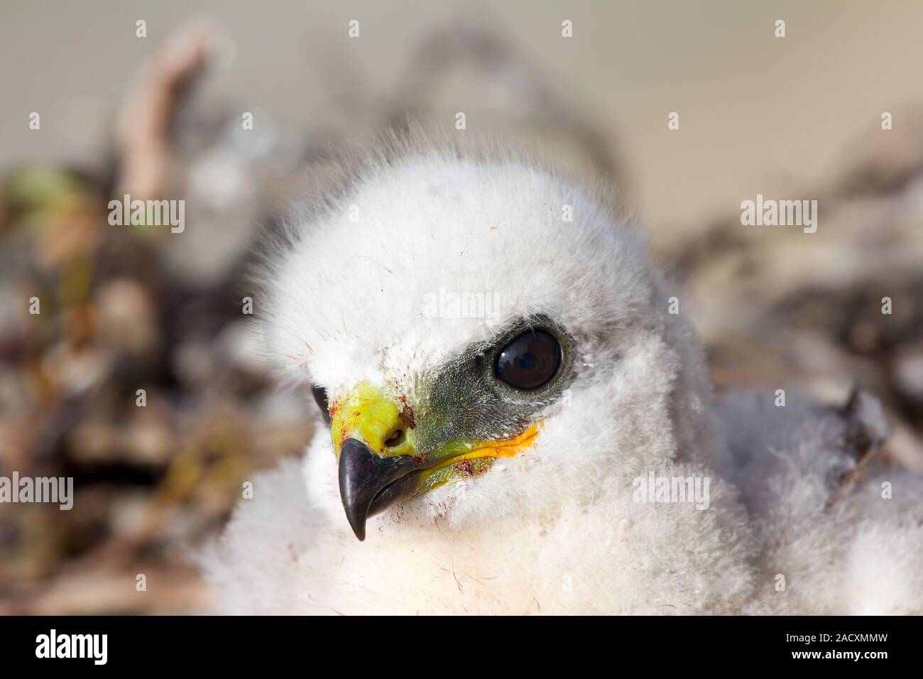 white bird of prey chicks Roughlegged Buzzard. Novaya Zemlya tundra 2 Stock Photo Alamy