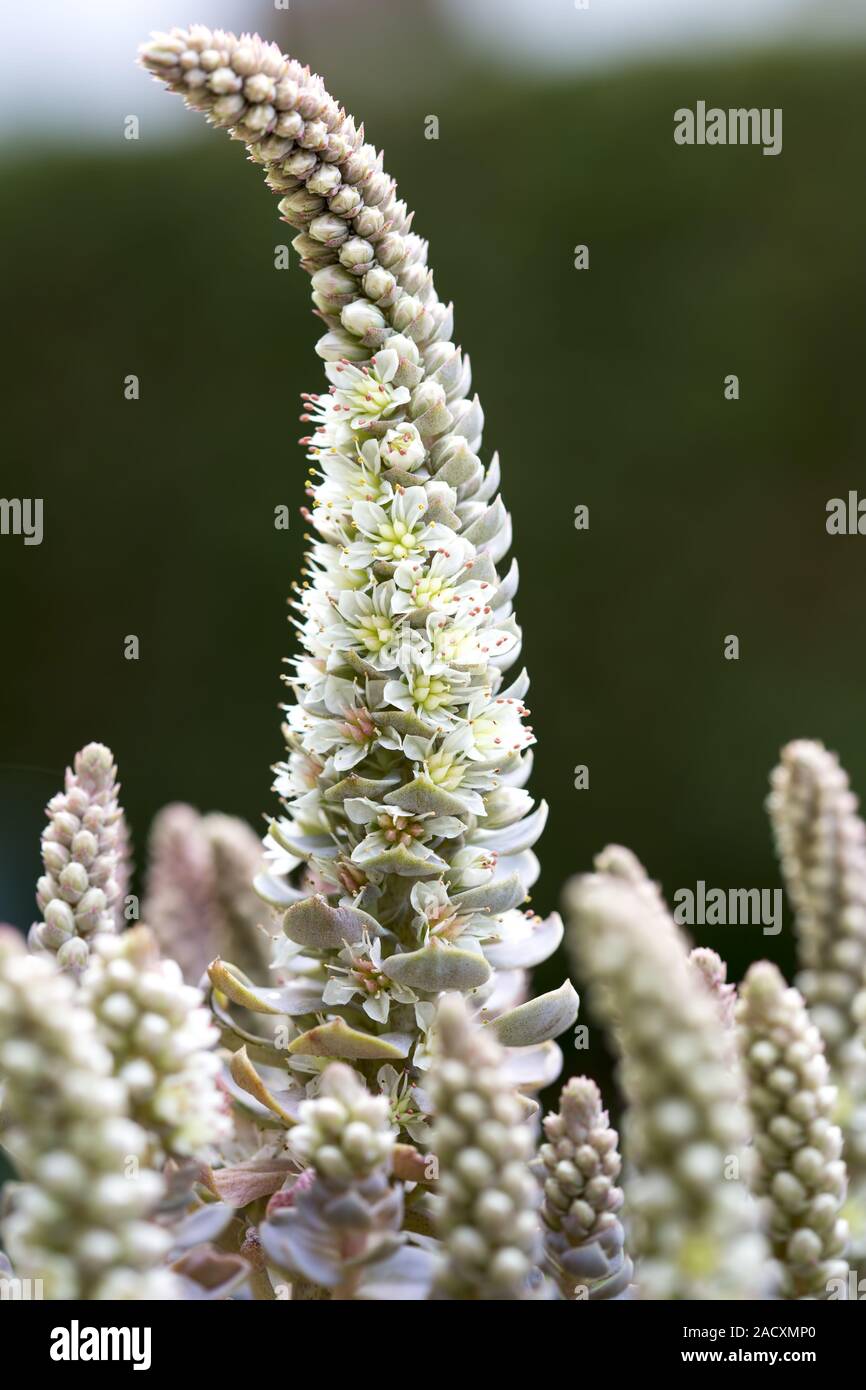 Chinese Orostachys Succulents, stonecrop flower Stock Photo