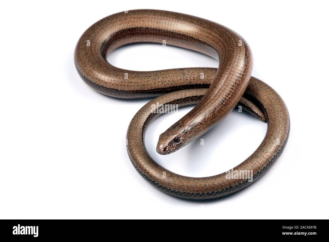 Slow worm (Anguis fragilis). Specimen collected in the Midi-Pyrenees ...