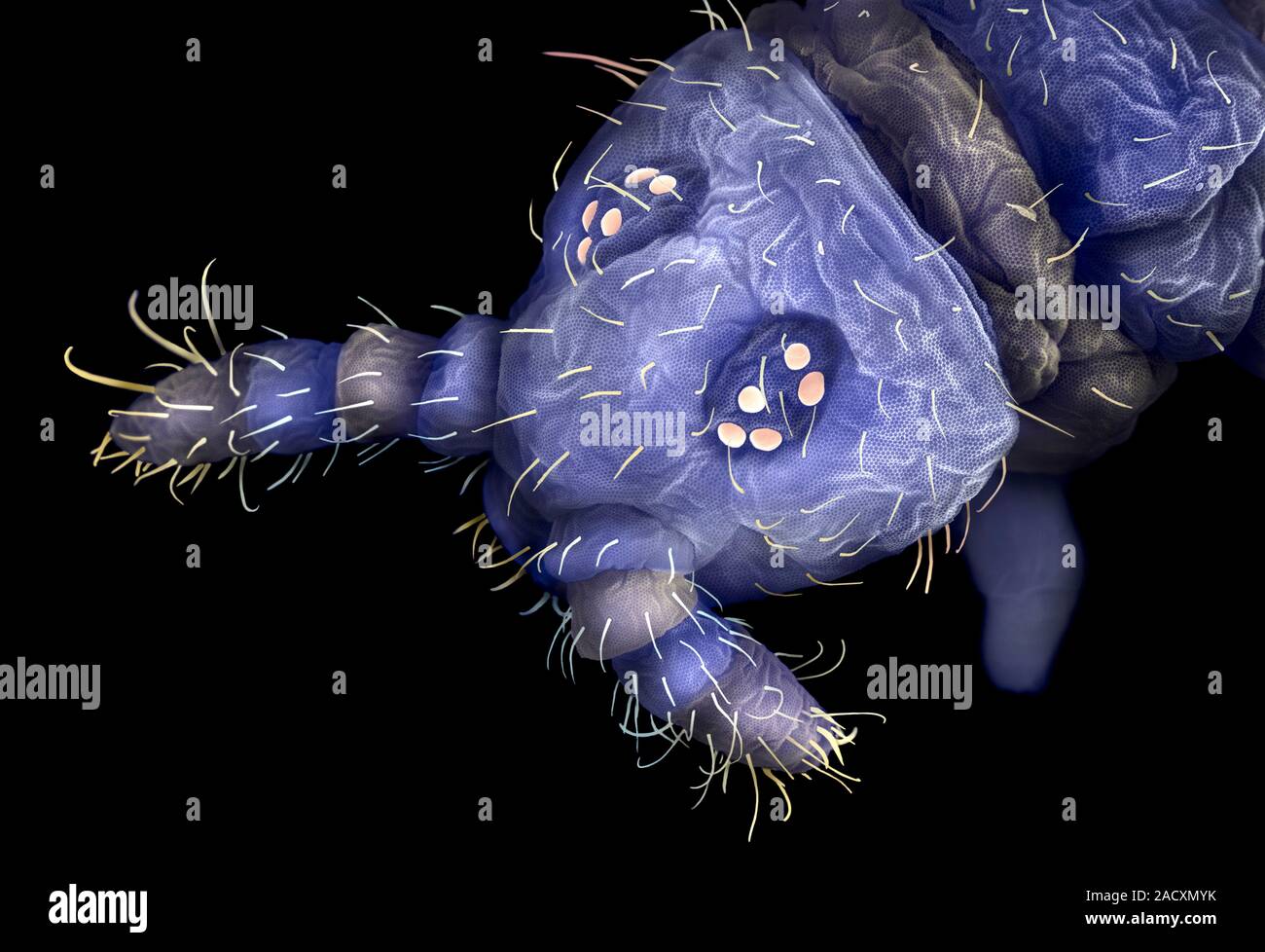 Springtail (Neanura sp.) head, coloured scanning electron micrograph ...
