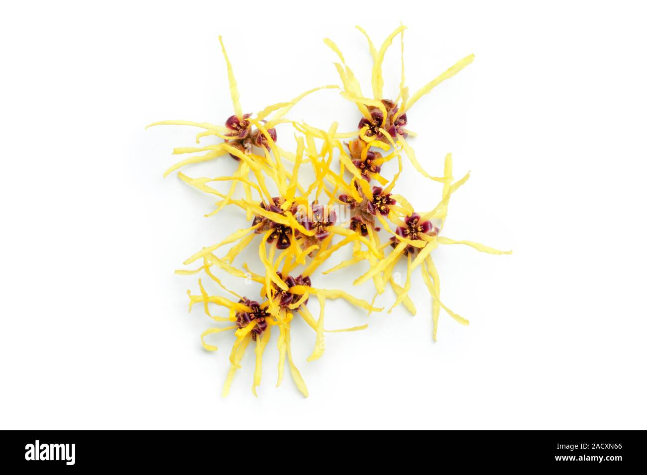 Hamamelis virginiana. Гамамелис (hamamelis). Hazel extract. Hamamelis virginiana растение. Hamamelis virginiana.