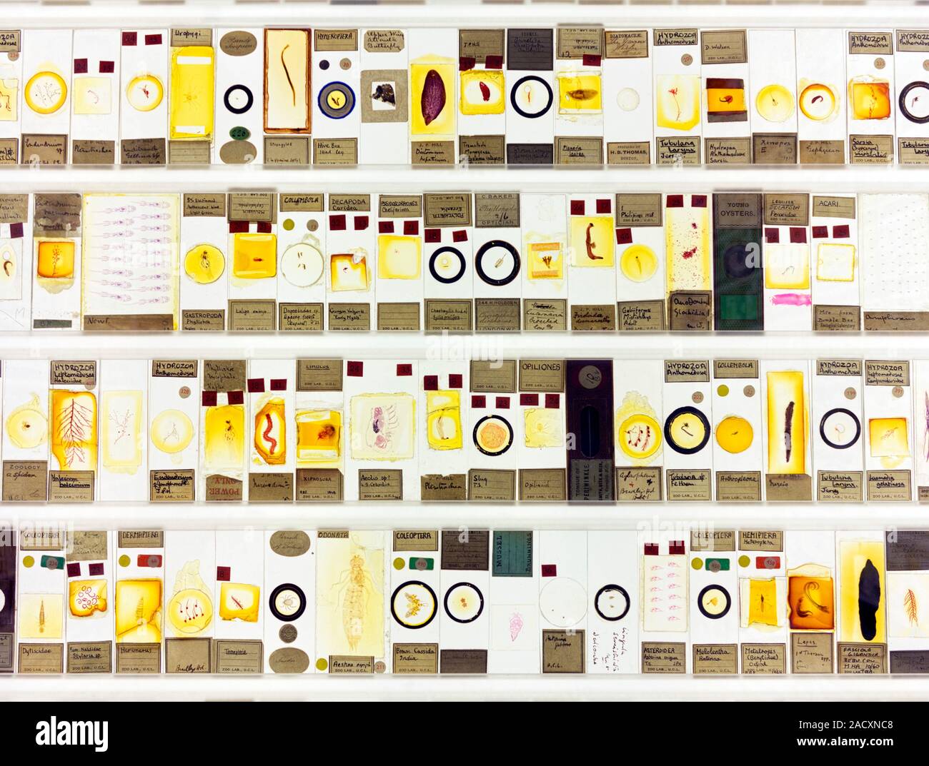 Microscope slides of zoological specimens. Photographed at the Grant