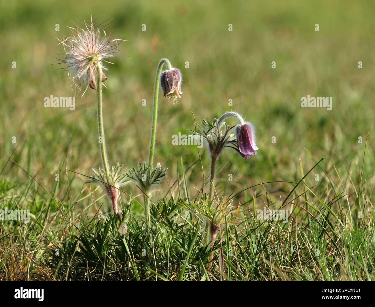 Pasque flower, Pasqueflower, Pulsatilla vulgaris Stock Photo