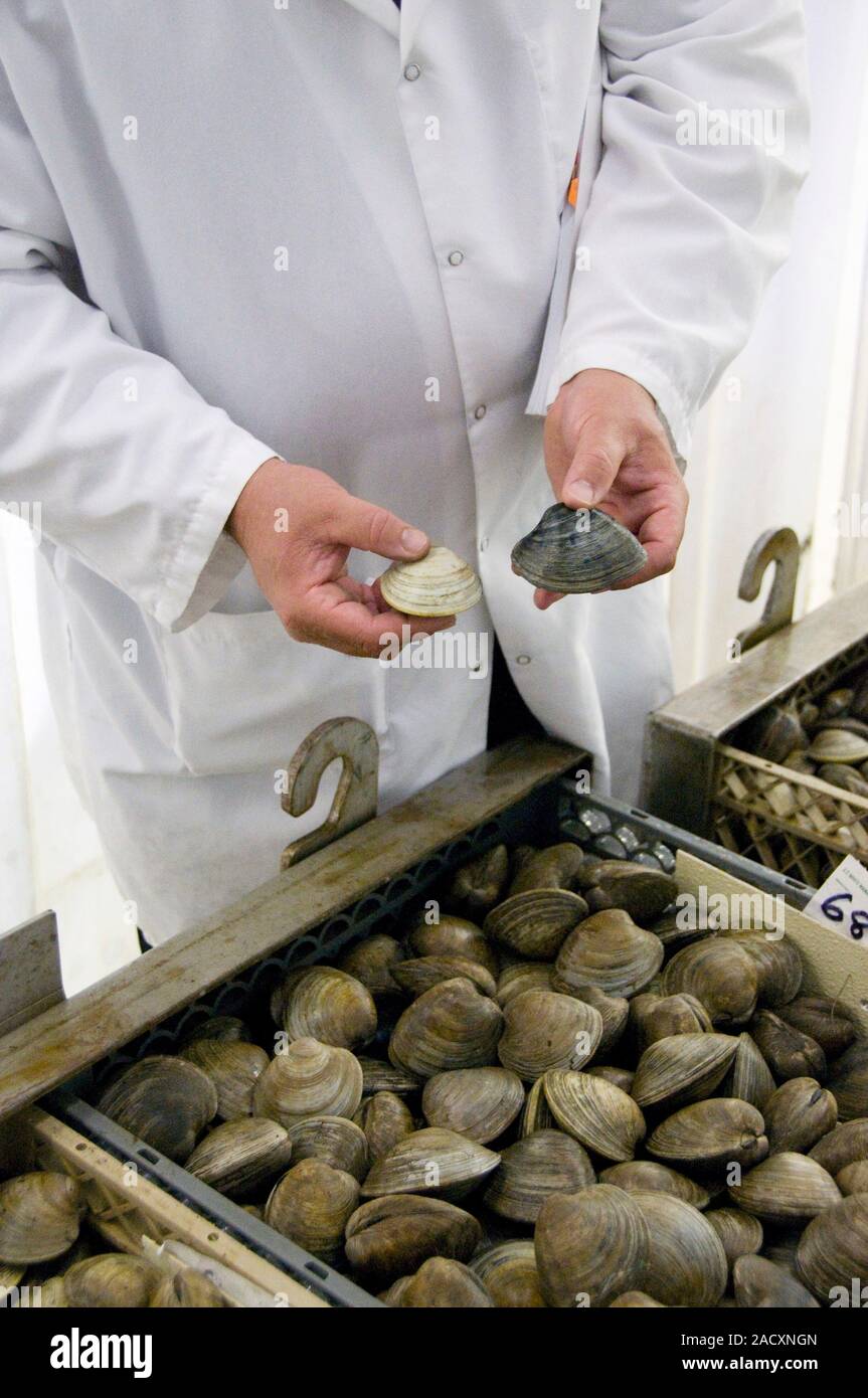 Editorial use only Clams before and after cleansing. The clam held in