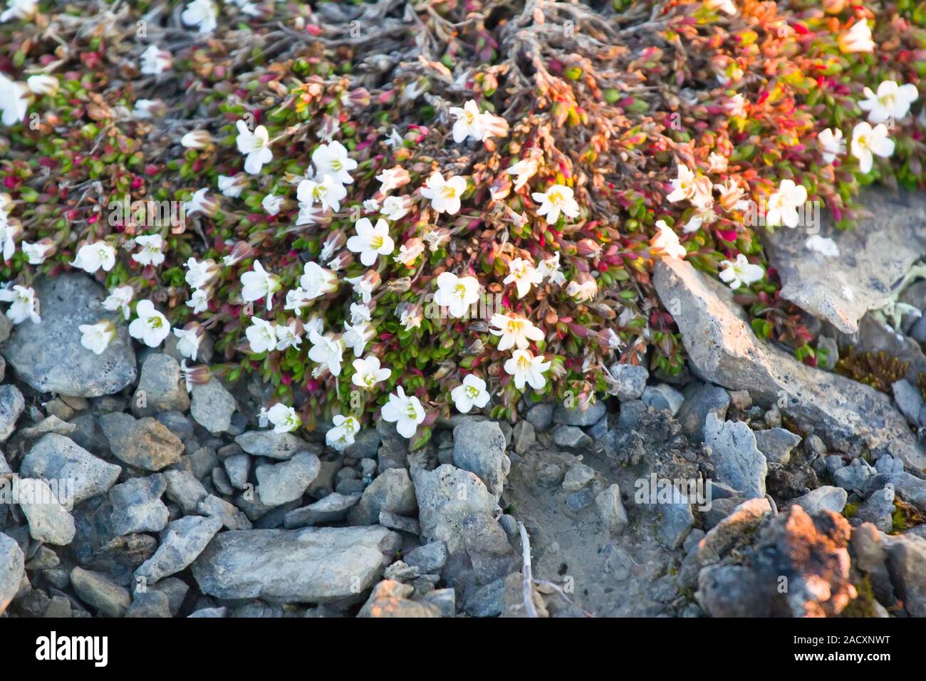 Modest polar desert vegetation: curtin Mouse-ear chickweed (Cerastium regelii). Novaya Zemlya Archipelago. Russia Stock Photo