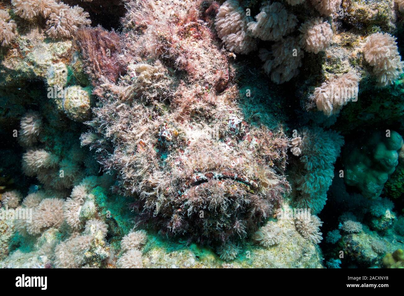 Stonefish (Synanceia verrucosa), camouflaged and overgrown with algae ...