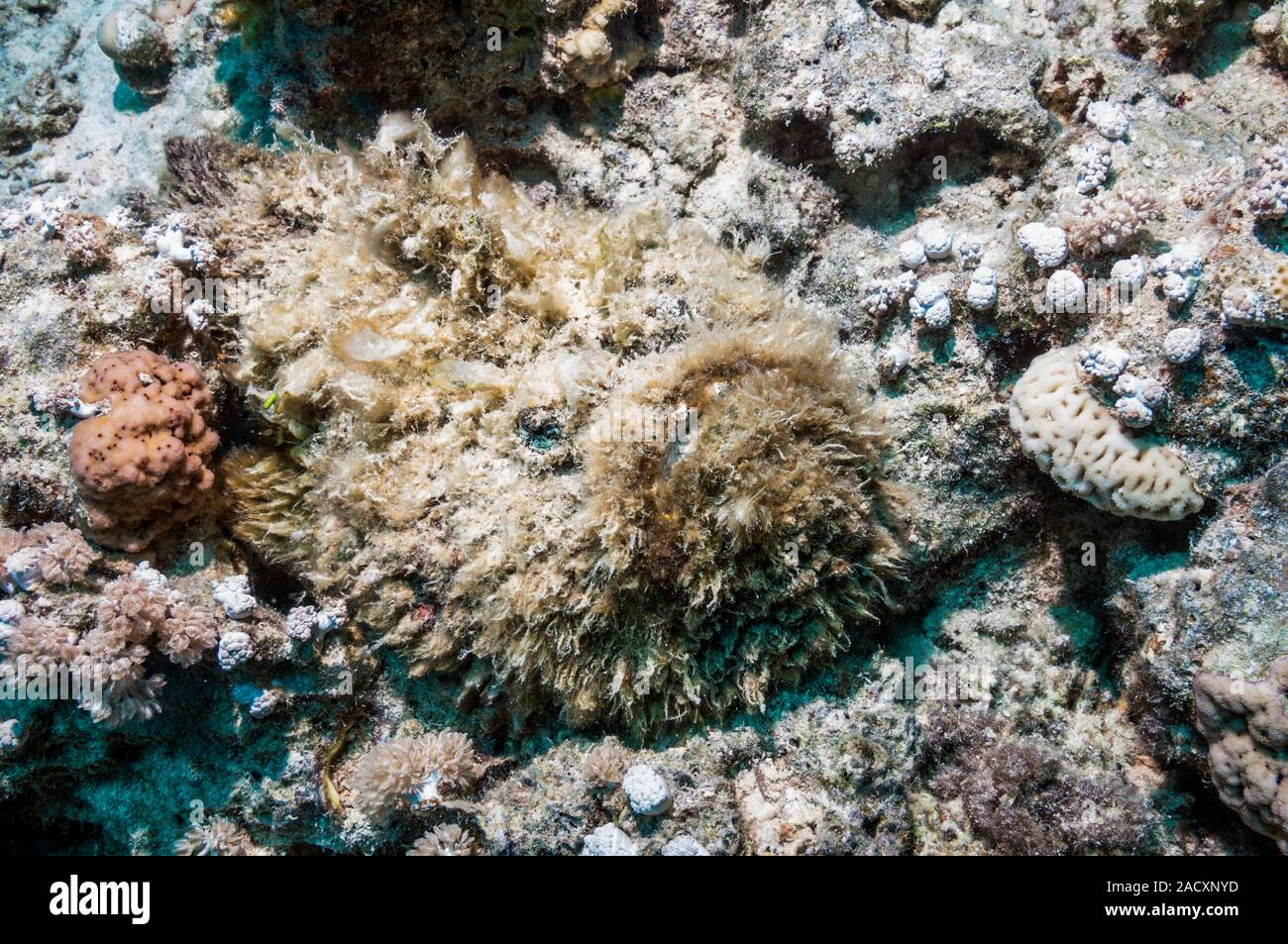 Stonefish (Synanceia verrucosa), camouflaged and overgrown with algae ...