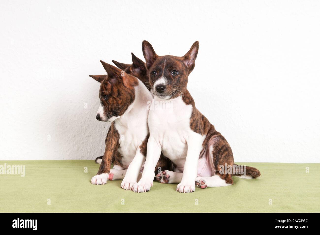 Basenji, African Bush Dog or Congo Dog Stock Photo