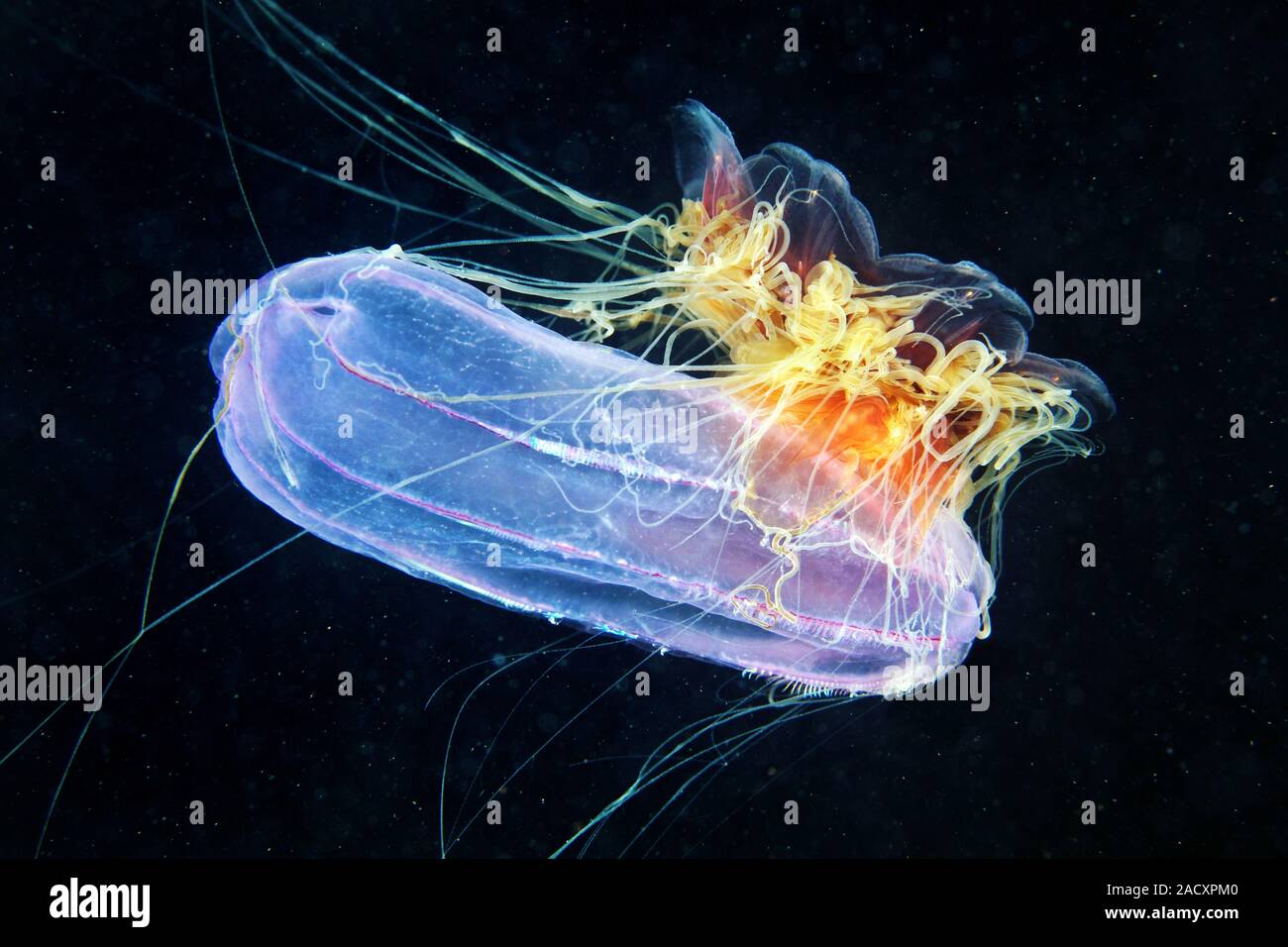 Jellyfish feeding. Lion's mane jellyfish (Cyanea capillata) feeding on