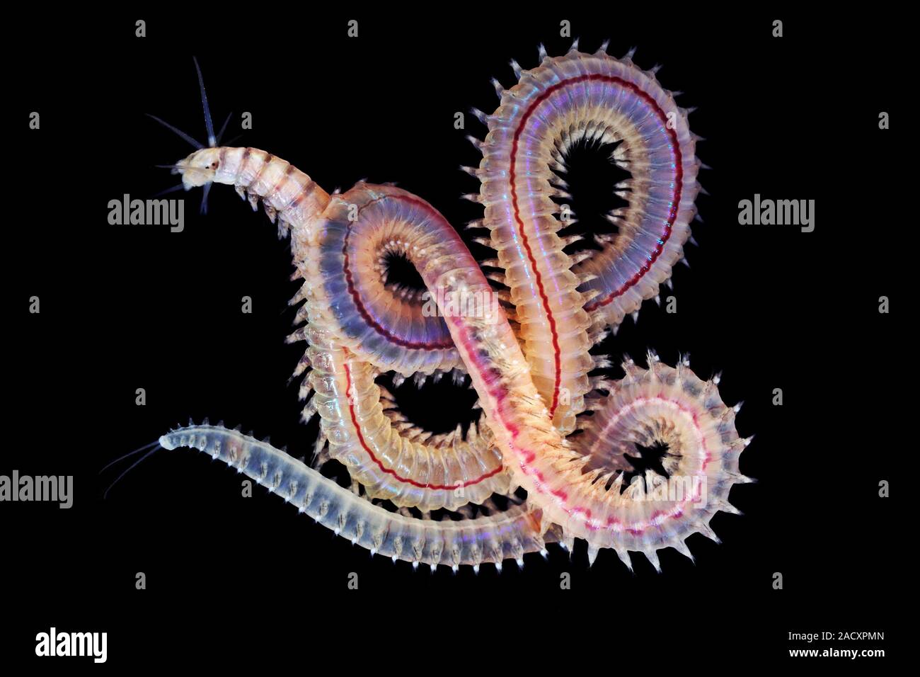 Marine worm (Perinereis nuntia). This worm is a member of the ...