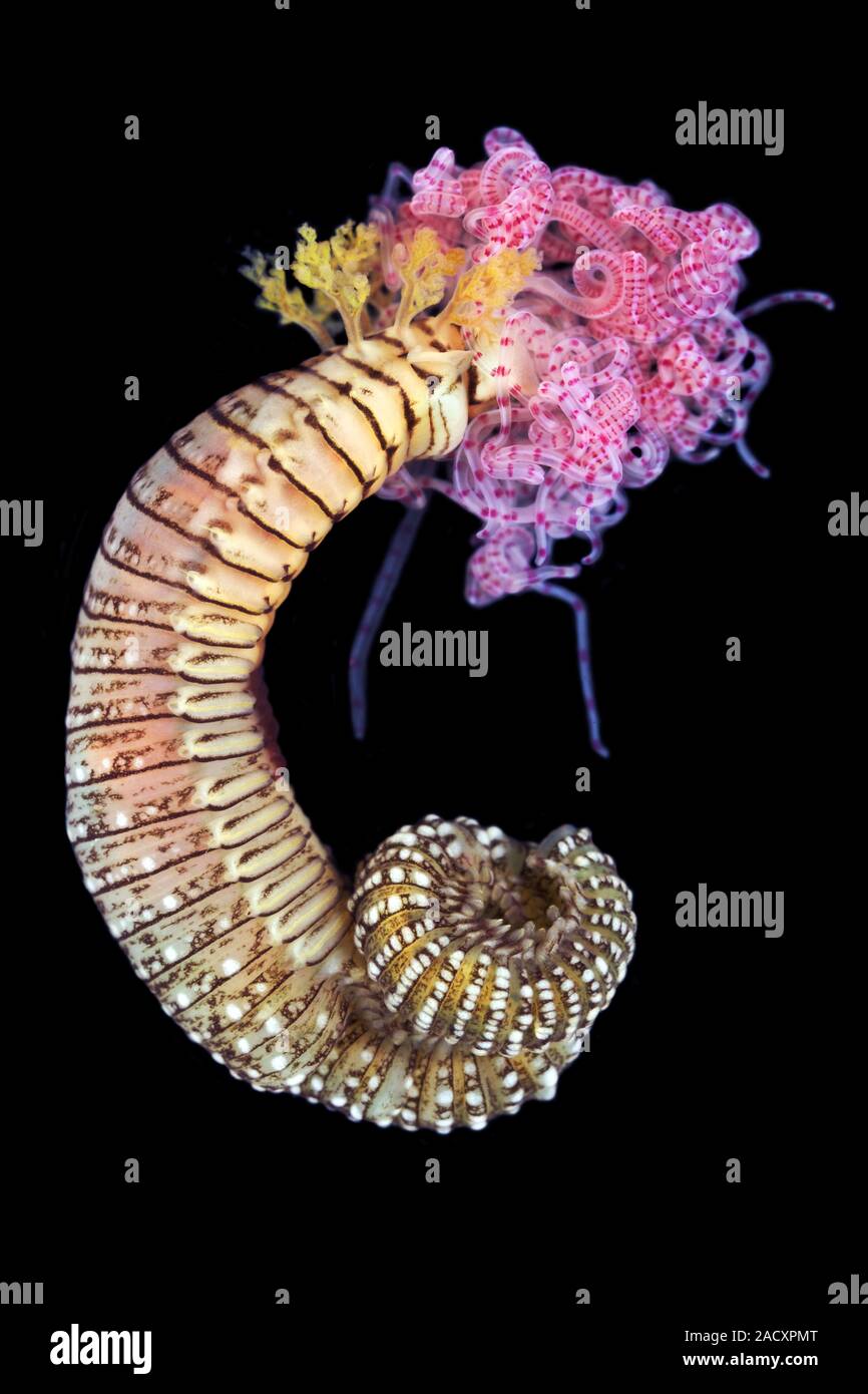 Marine worm (family Terebellidae). This worm is a member of the