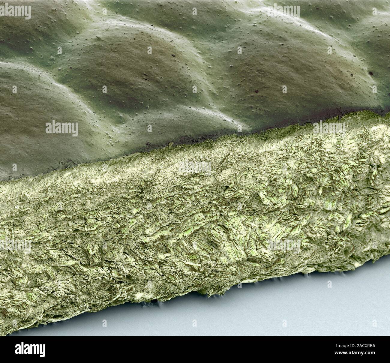 Coloured scanning electron micrograph (SEM) of a section through top ...