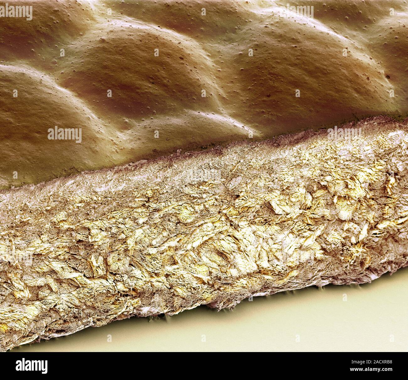 Coloured scanning electron micrograph (SEM) of a section through top ...