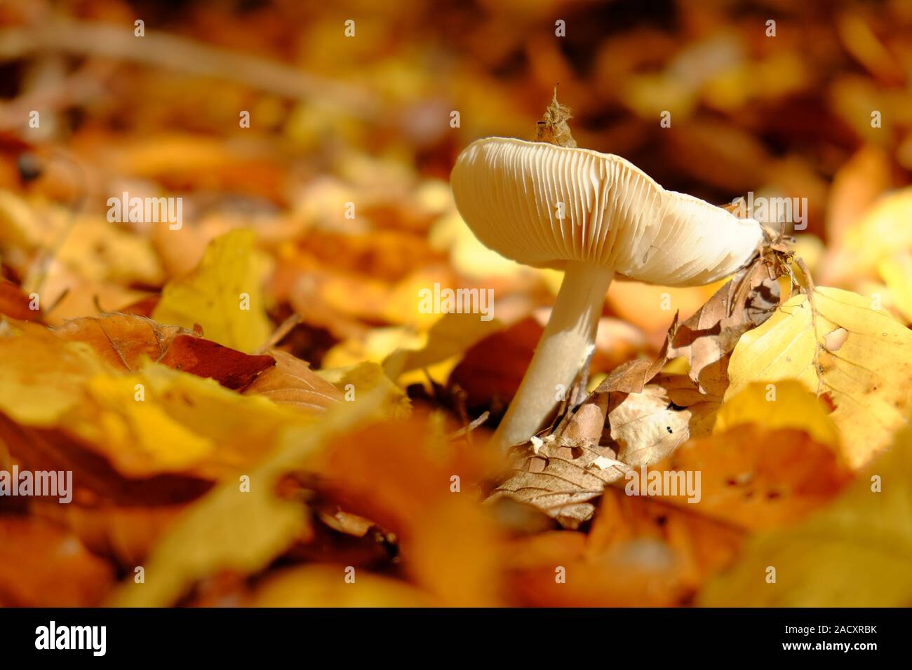 Autumn in the northern Steigerwald, Lower Franconia, Bavaria, Germany Stock Photo