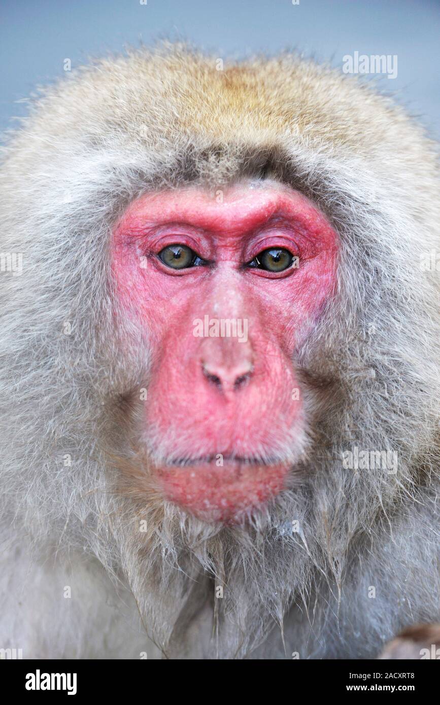 Japanese macaque (Macaca fuscata), or snow monkey. This primate has the