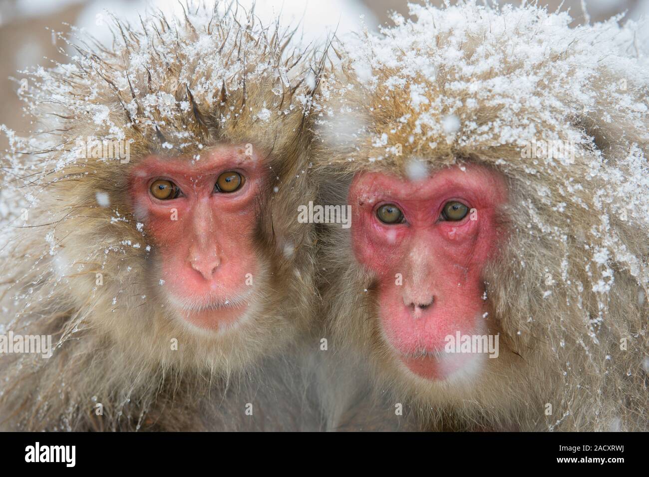 Japanese macaques (Macaca fuscata), or snow monkeys. These primates