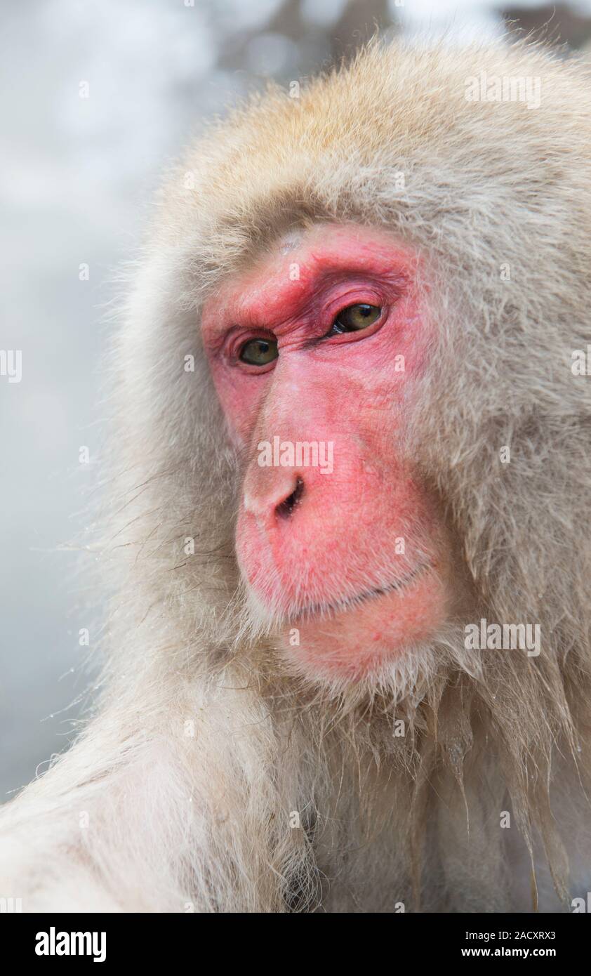 Japanese macaque (Macaca fuscata), or snow monkey. This primate has the