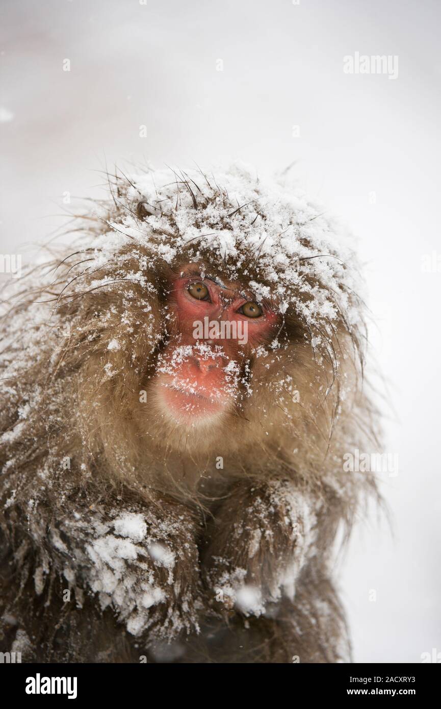 Japanese macaque (Macaca fuscata), or snow monkey, in snow. This