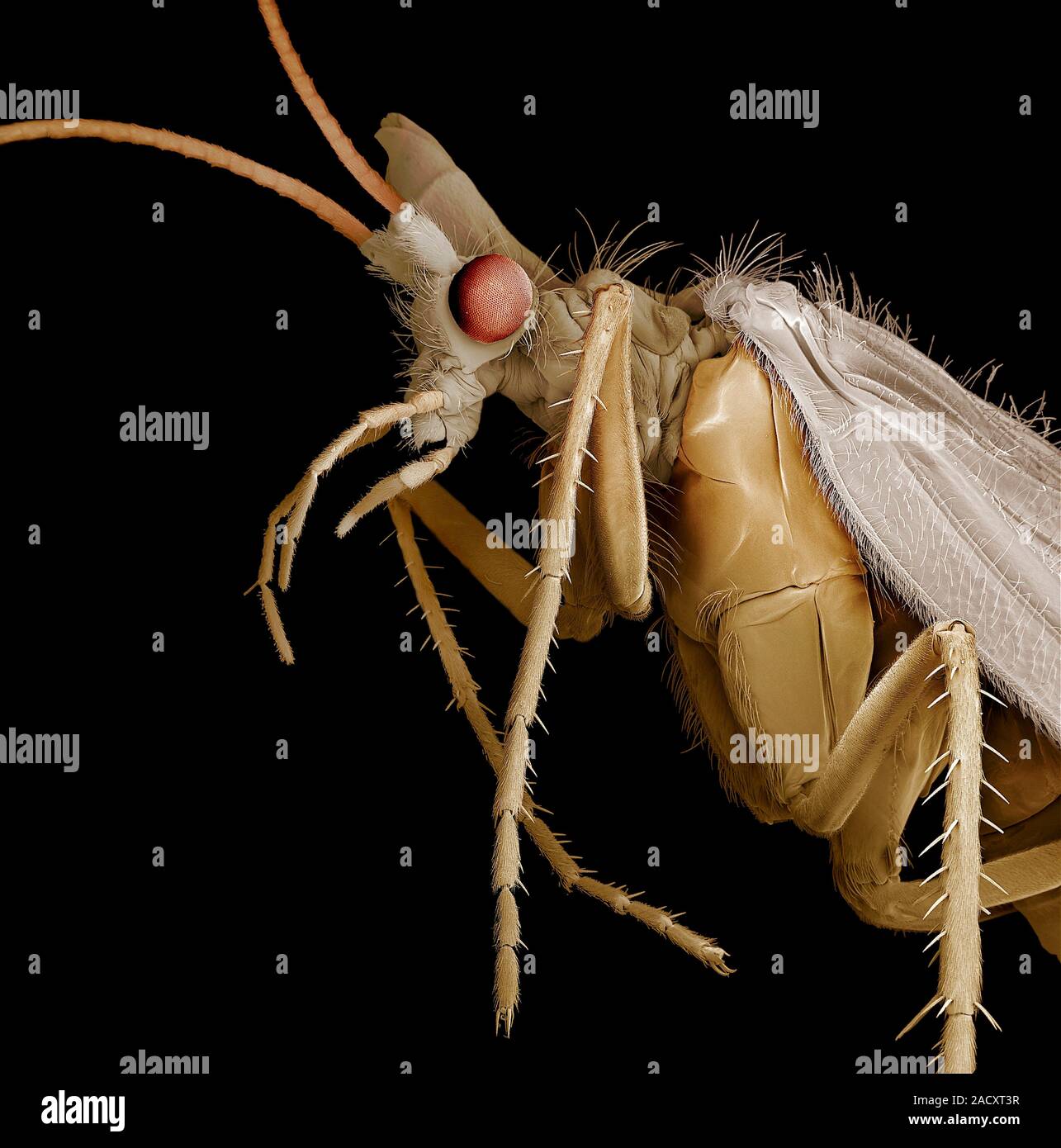 Caddisfly. Coloured scanning electron micrograph (SEM) of a caddisfly