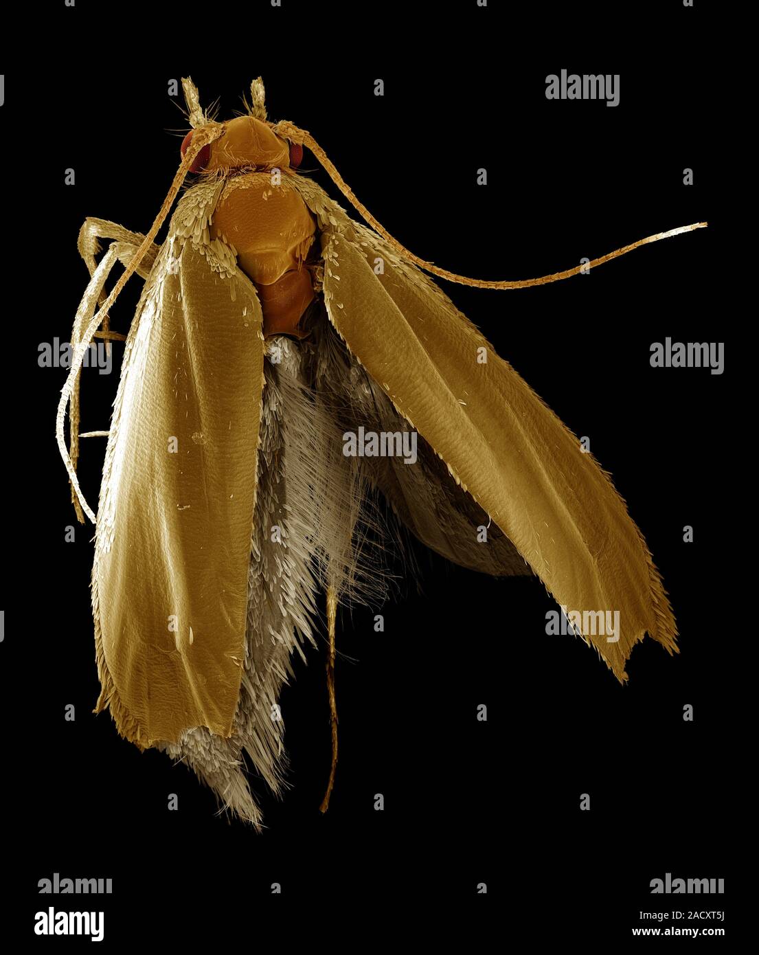 Common Clothes Moth. Coloured Scanning Electron Micrograph (SEM) Of The ...