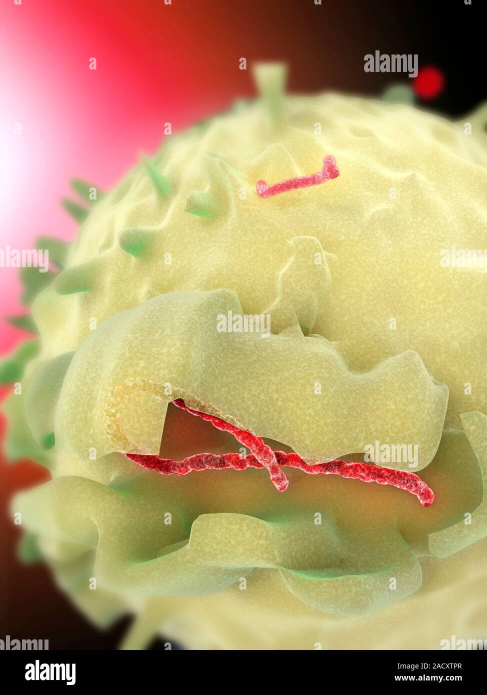 Computer artwork showing an ebola virus particle (red) infecting a cell ...