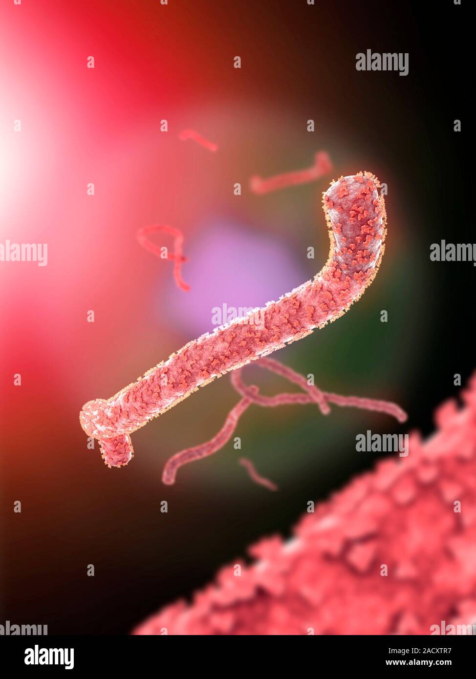 Computer artwork showing an ebola virus particle (red). Seen on the ...