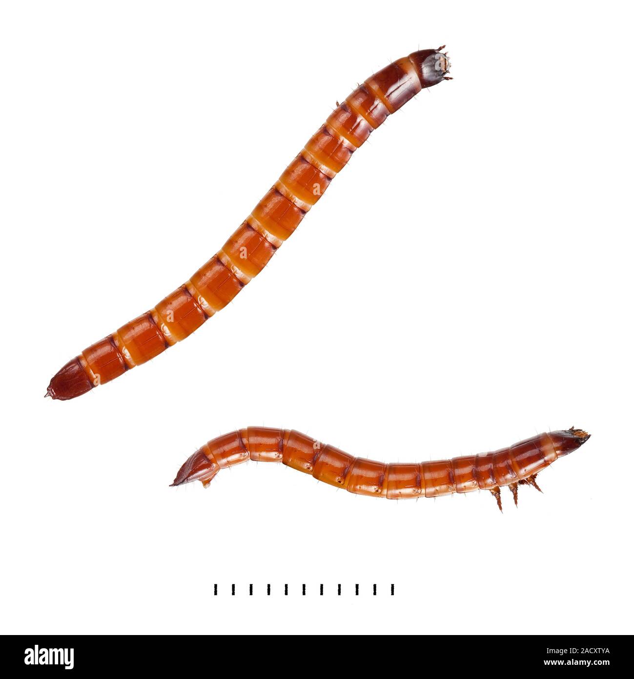 Known as wireworms, Click beetle larvae can spend years feeding on