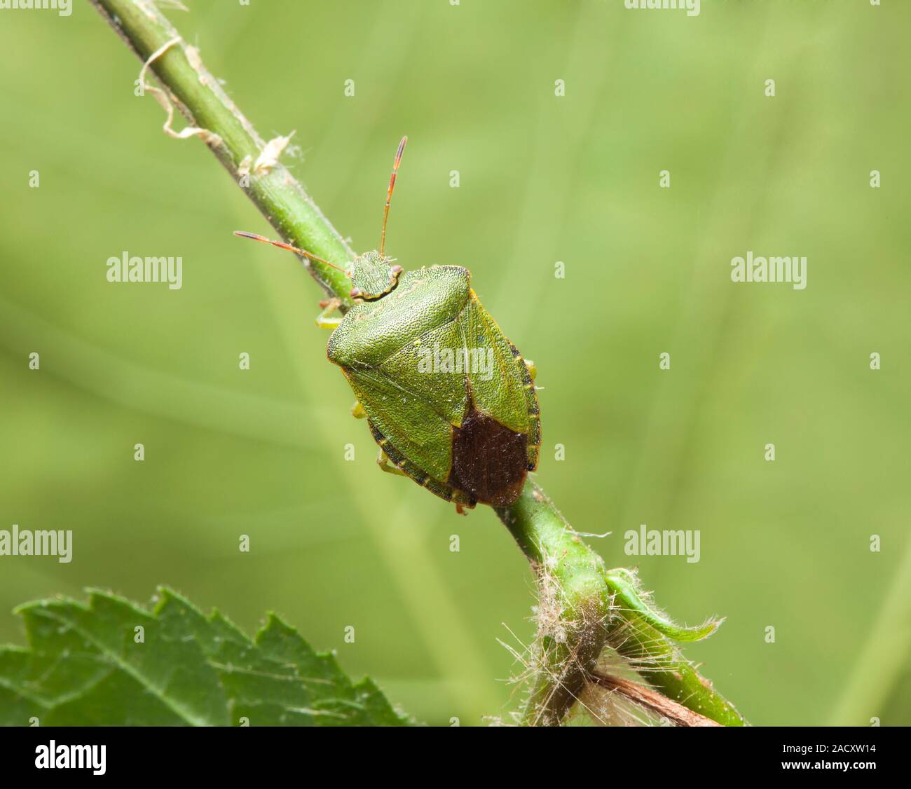 Comon Insect The Green shield bug (Palomena prasina), a common Hemipteran insect ...