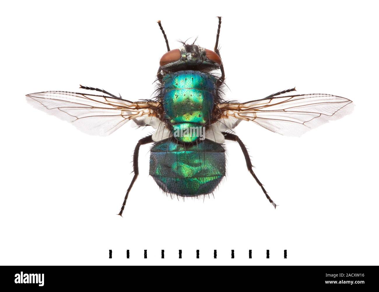 The Greenbottle fly (Lucilia sericata) has a near-worldwide ...