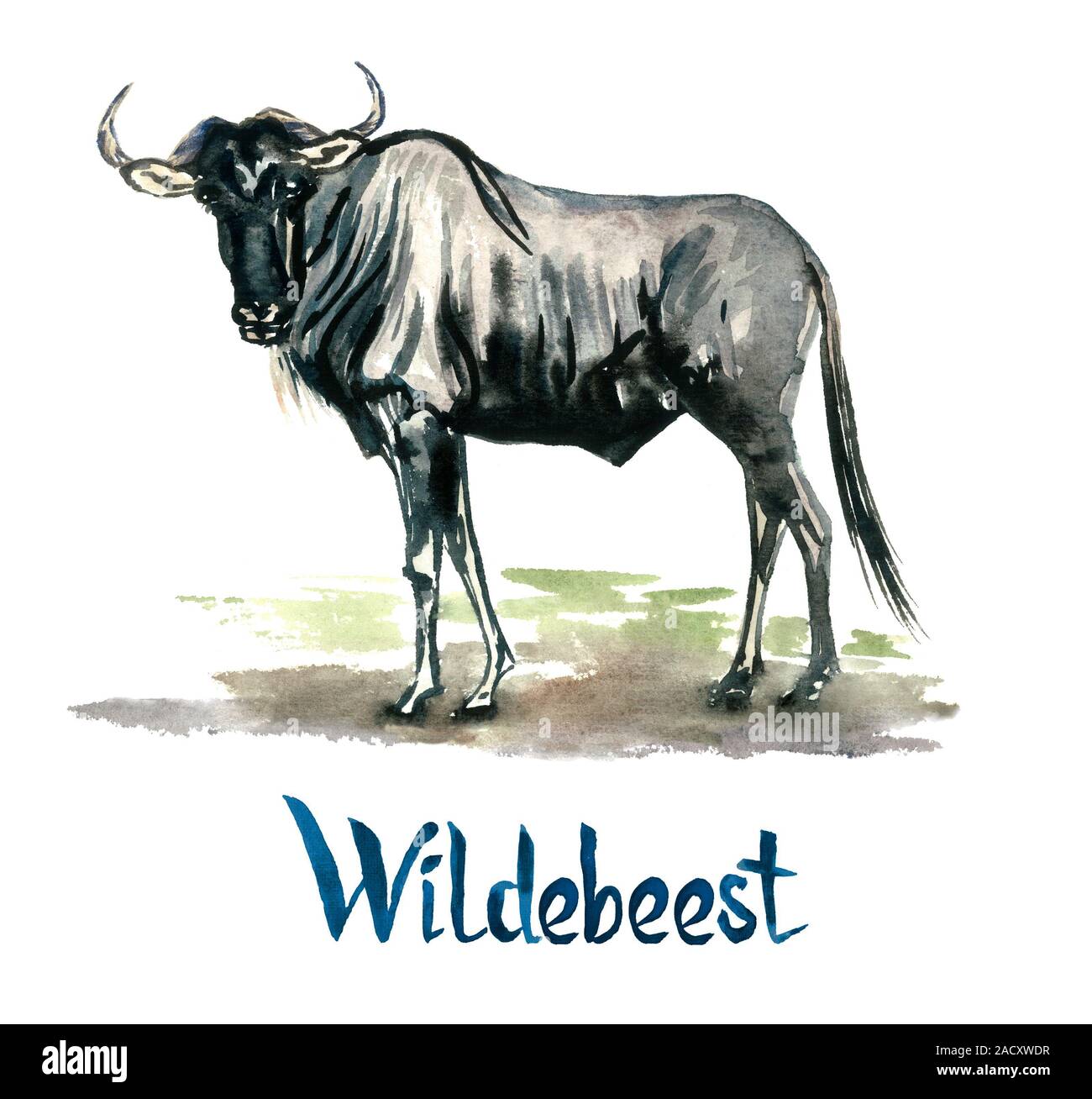 Wildebeest antelope, handpainted watercolor illustration isolated on white, element for design Stock Photo