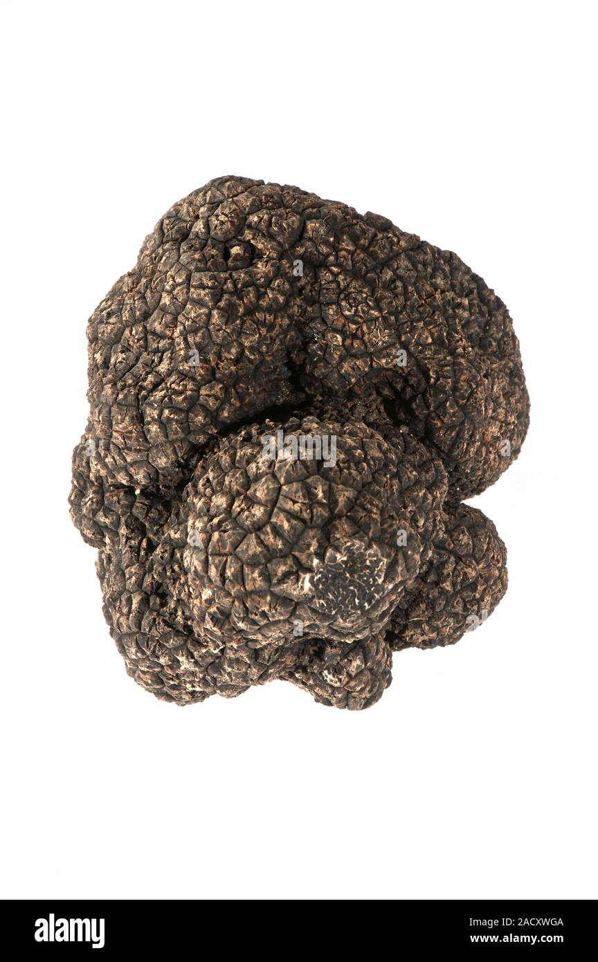Black Perigord truffle (Tuber melanosporum). Truffles are the fruiting