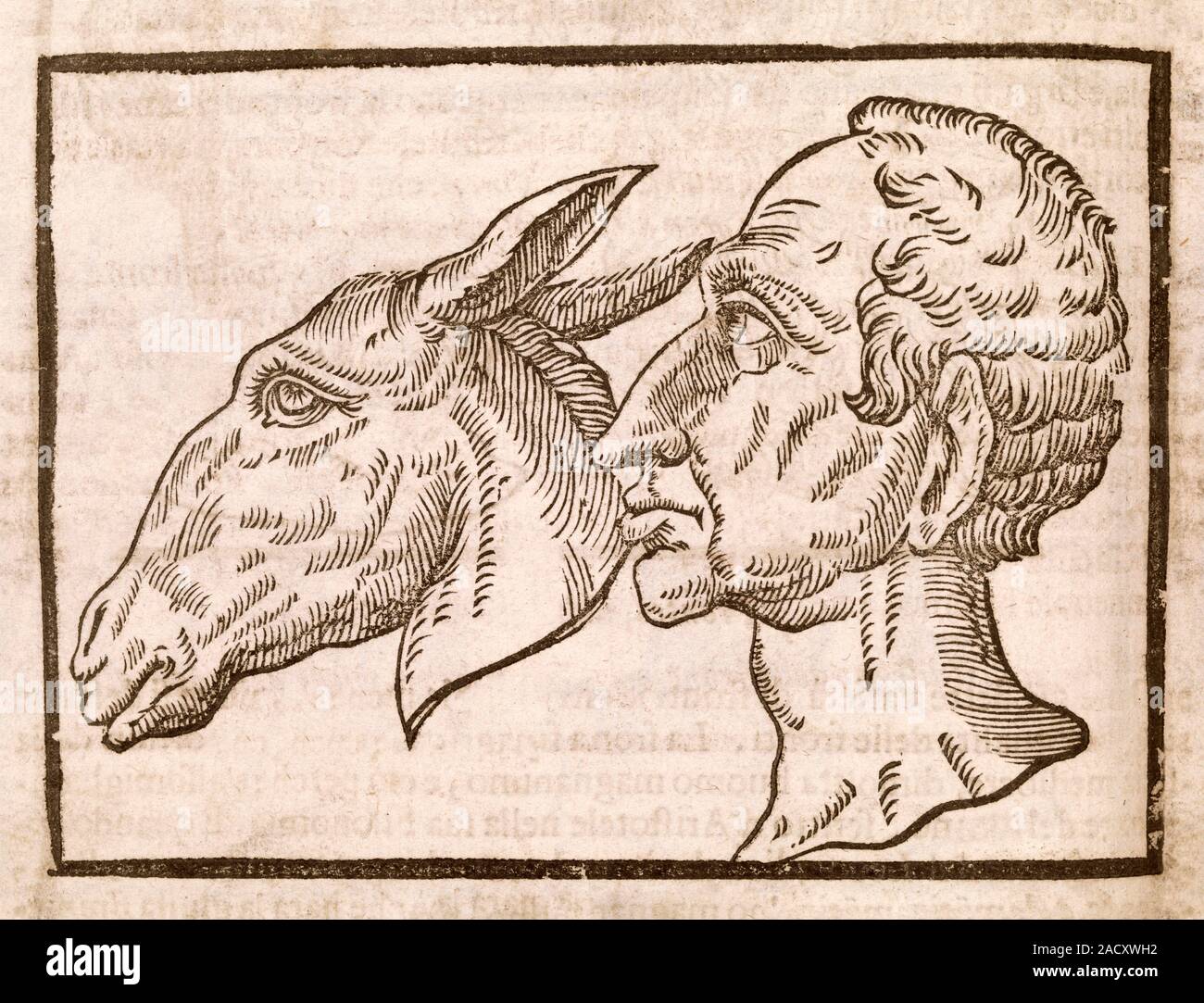 Curated visual reference: Visual Reference: Man And Ass S Head 17Th Century Artwork Comparing The