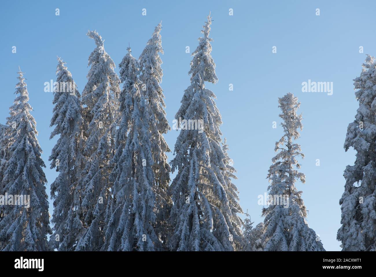 pine tree forest background covered with fresh snow Stock Photo - Alamy