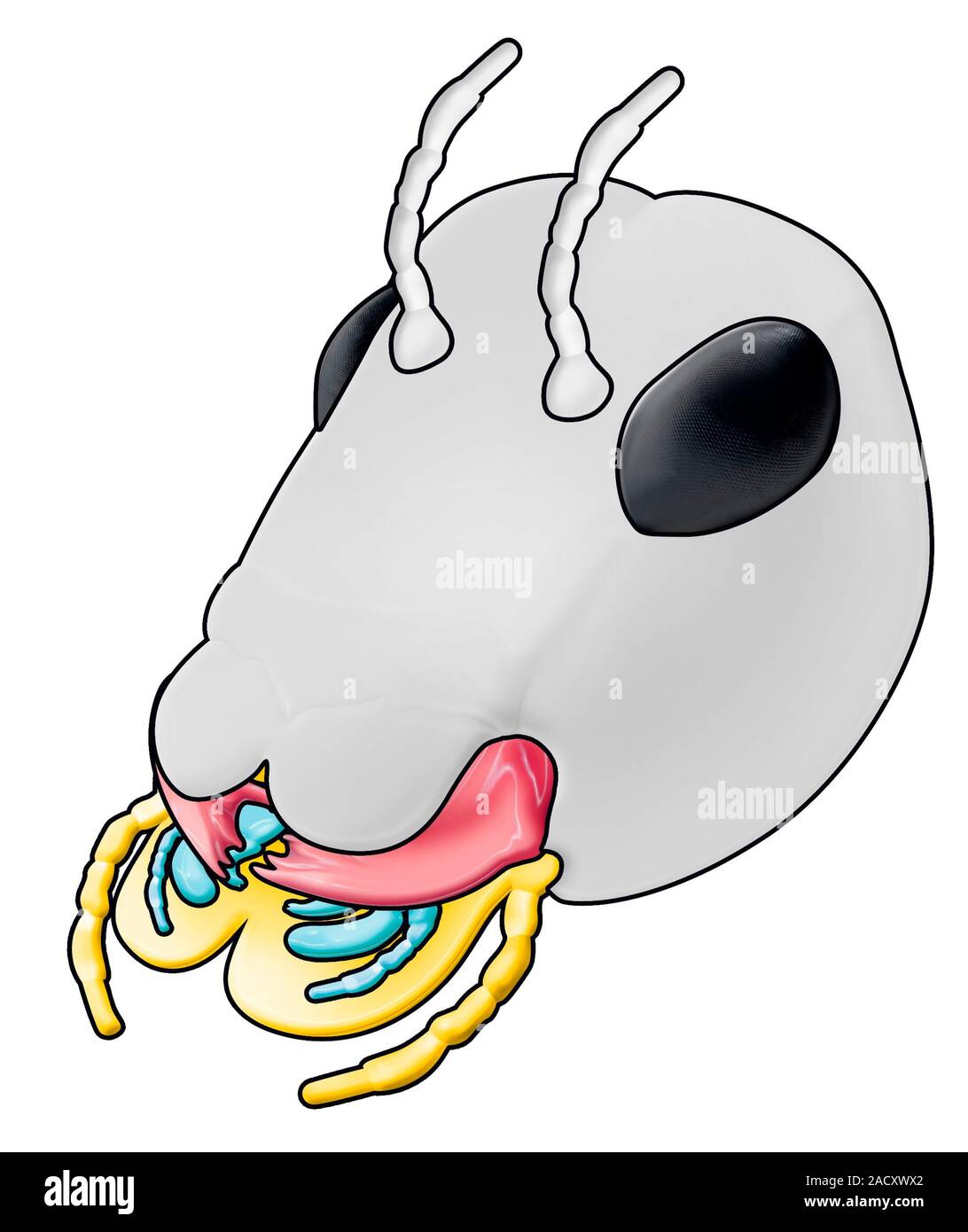 mouthparts. Artwork of the anatomy of the mouthparts of a
