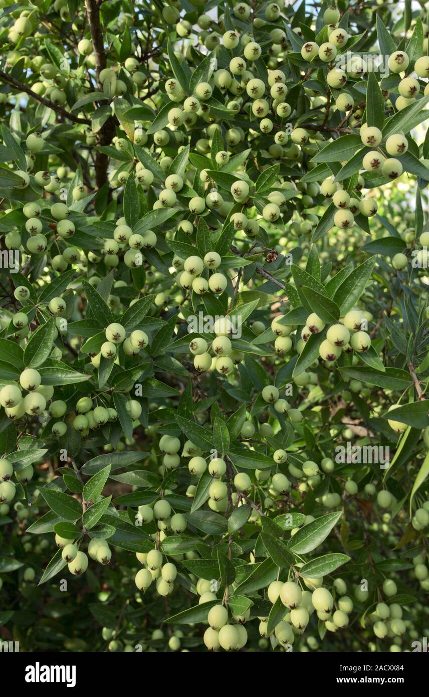 Mytle Berry Common myrtle (Myrtus communis) in fruit. Photographed in France Stock ...