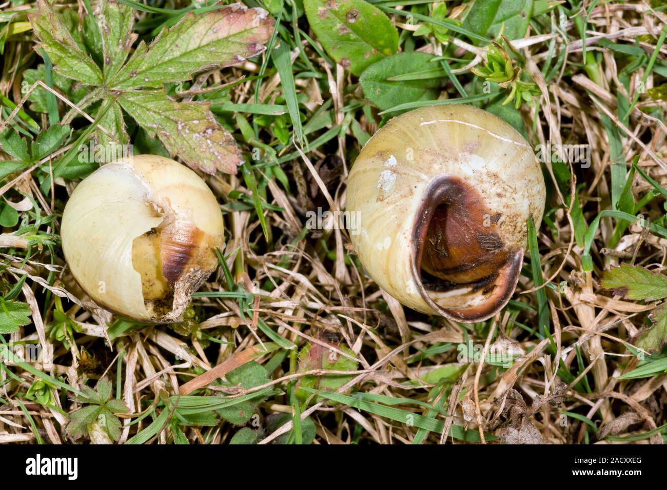 Dead snails. Closeup of the remains of snails that have been killed by