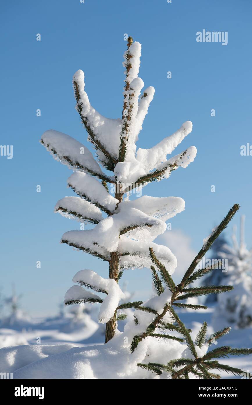 pine tree forest background covered with fresh snow Stock Photo - Alamy
