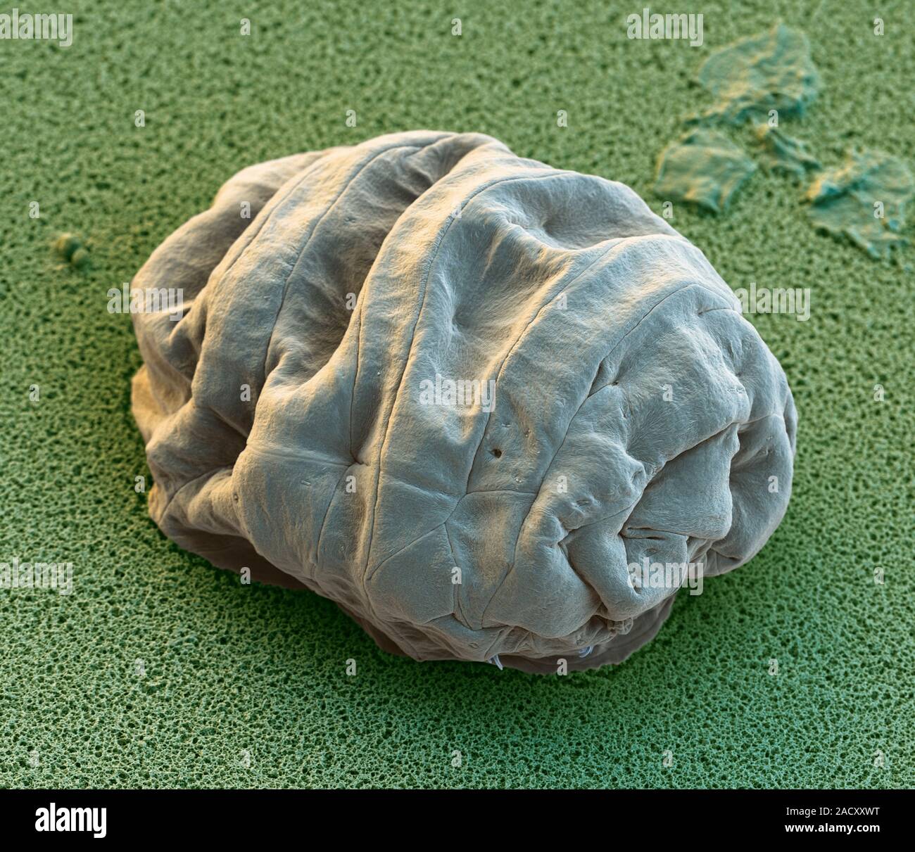 Water bear tun. Coloured scanning electron micrograph (SEM) of a water
