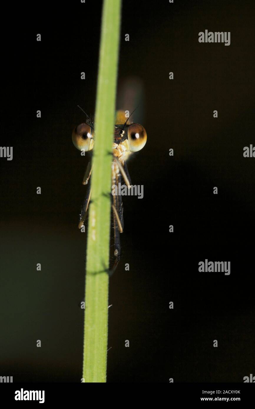 Female metallic ringtail (Austrolestes cingulatus) damselfly on a plant ...