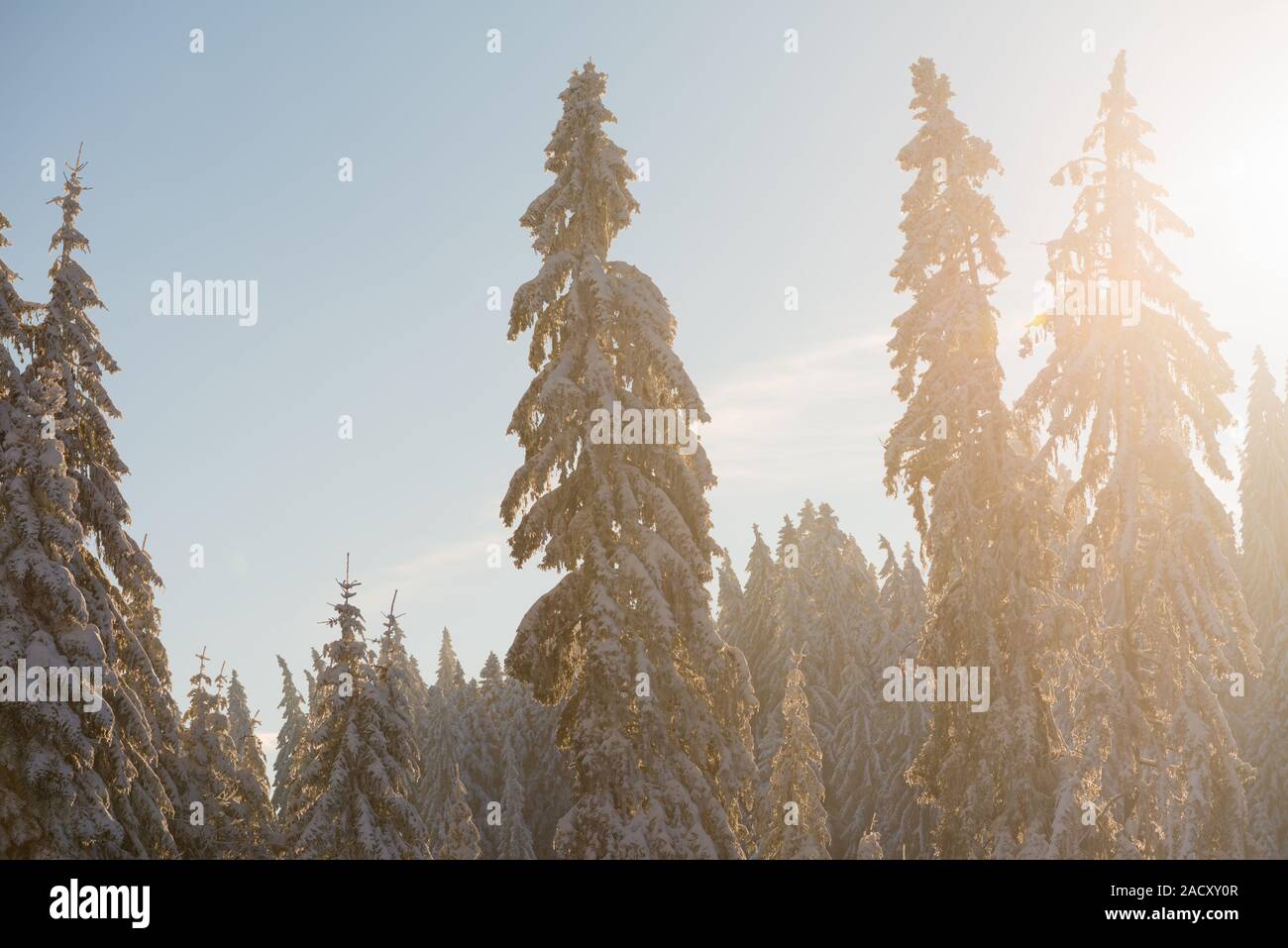 pine tree forest background covered with fresh snow Stock Photo - Alamy