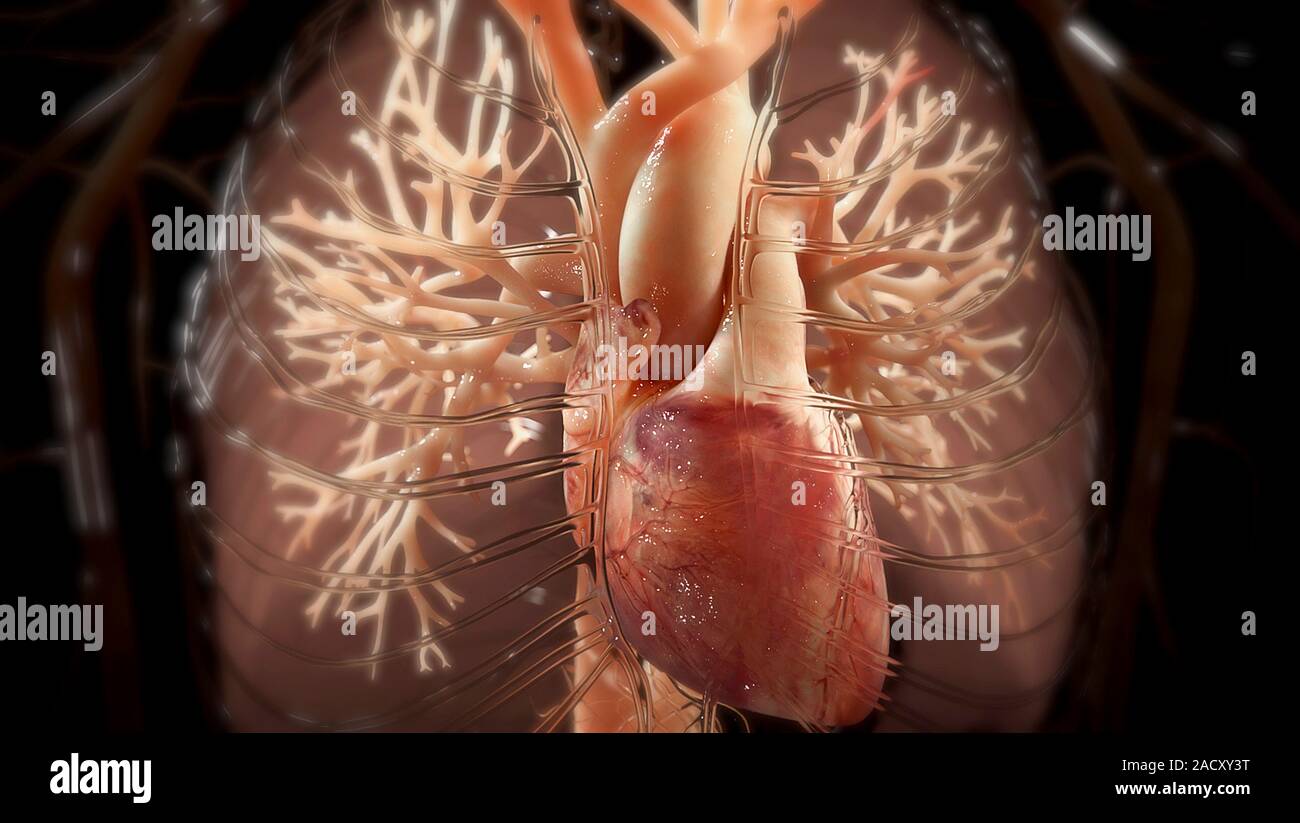 Chest anatomy, artwork. At centre is the heart, a hollow muscular organ