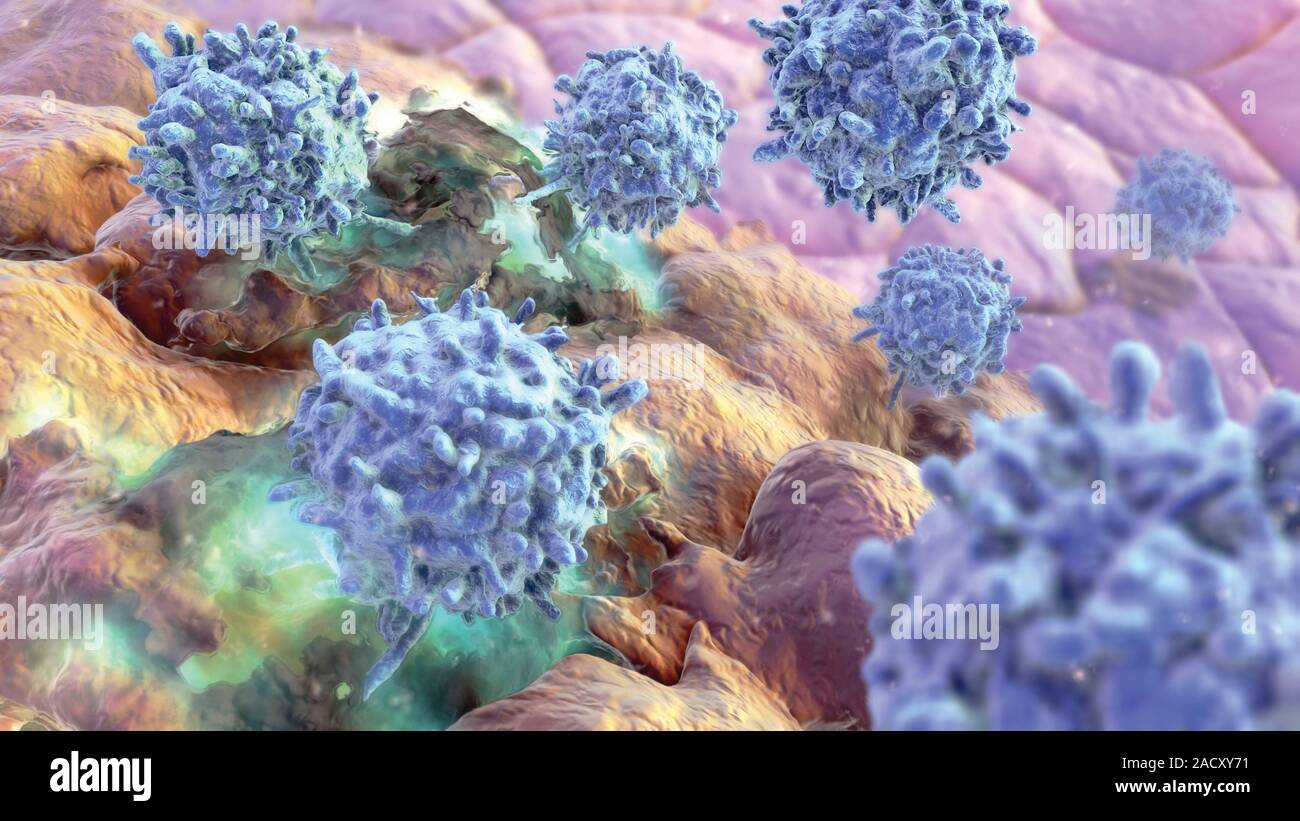 Cytotoxic T lymphocytes (blue), artwork. T lymphocytes are a type of ...