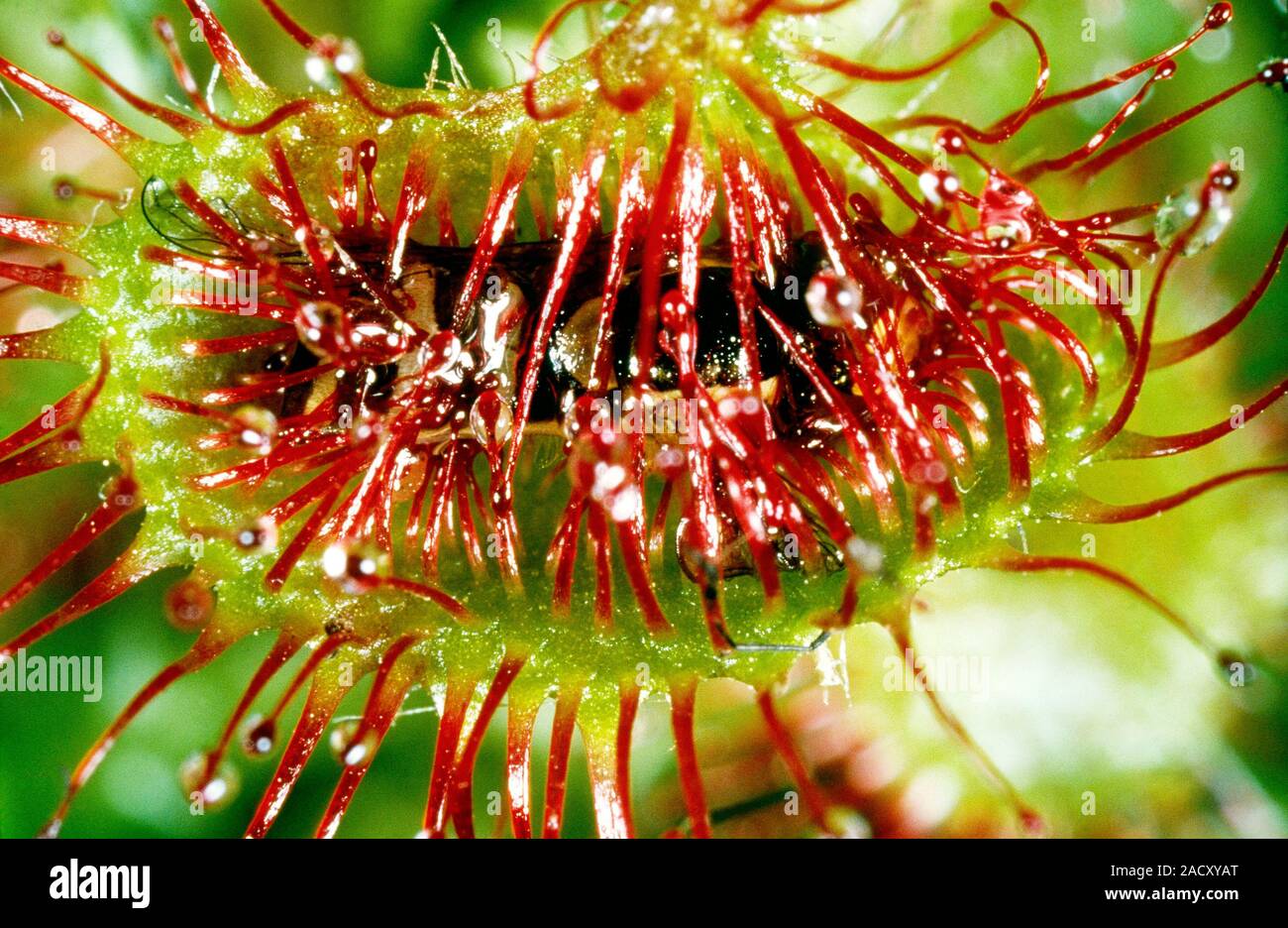 Fly caught in the sticky leaf of a carnivorous common sundew (Drosera