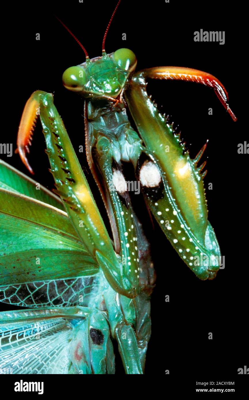 Praying mantis (Mantis religiosa) threat display, revealing two white