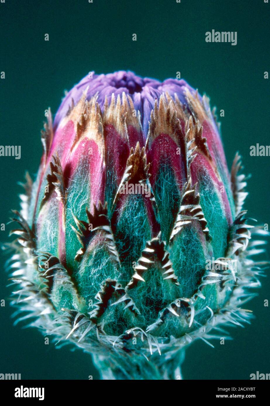 Cornflower (Centaurea cyanus) flower bud. Stock Photo